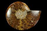 Polished Ammonite (Cleoniceras) Fossil - Madagascar #127223-1